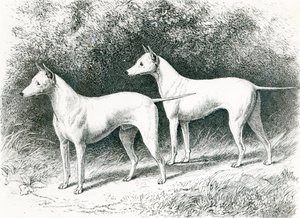 Mr. Vero Shaws hvide engelske terrier 